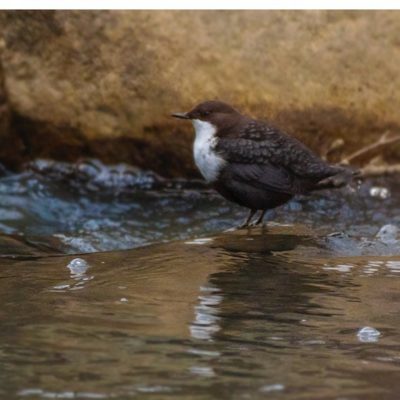 koskikara-vesipappi-whitethroateddipper-longinoja-helsinki-winter-talvi-birdlifefinland-birdlife-bir-1