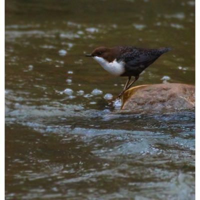 koskikara-vesipappi-whitethroateddipper-longinoja-helsinki-winter-talvi-birdlifefinland-birdlife-bir