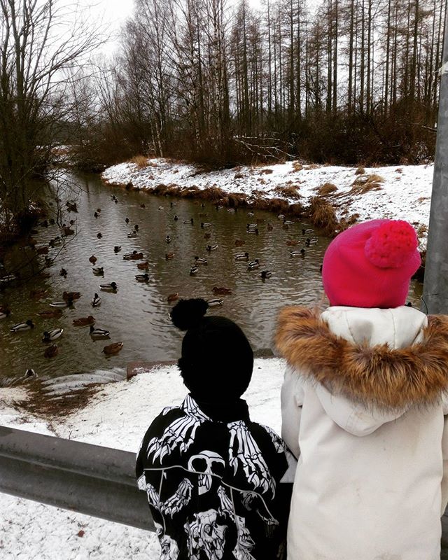 mykids-winter-january-finland-helsinki-malmi-alamalmi-longinoja-sorsia-duck-ducks-mallard-mallards-m