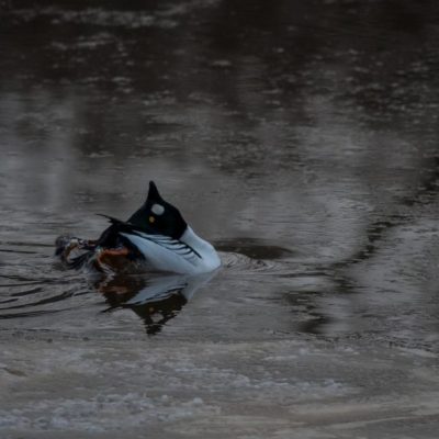 Telkkä joogaa