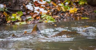 Trouts rising to longinoja stream. Spawning time from october 2017.