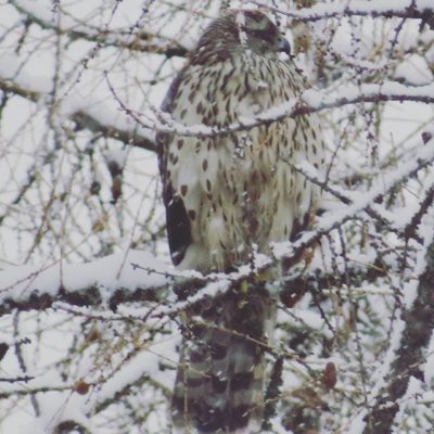 kanahaukka-duvhok-goshawk-accipitergentilis-haukka-suomenlinnut-lintu-lintukuva-birdlife-bird-birdli