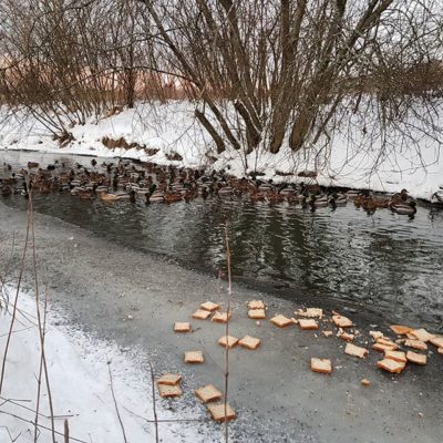 Onko leivät jäässä kun on jääneet syömättä :)