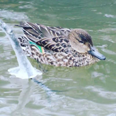 tavi-kricka-teal-anascrecca-suomenlinnut-lintu-lintukuva-birdlife-bird-birdlifesuomi-suomenluonto-lu