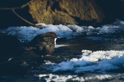 Finally we met, The Longinoja Dipper (koskikara)! 🏻