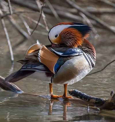 A beautiful male mandarin duck visited in Helsinki for a few days. It really looks amazing!