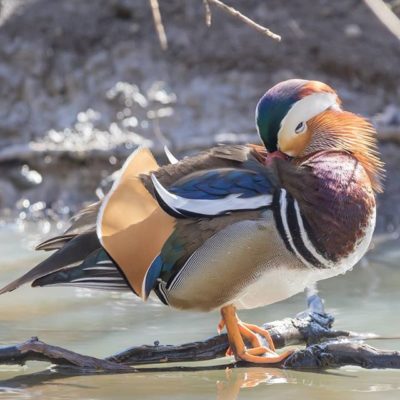 aix-aixgalericulata-mandarinduck-mandariinisorsa-birdphotography-bird_watching-linnut_kuvahaaste-suo