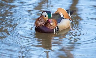 Another photo of this beautiful bird. Mandarin duck in Helsinki few days ago.