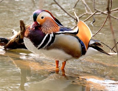 #nature  #luonto  #lintukuvaus  #birdsofinstagram  #yleluonto  #100lintulajia2018  #mandarinduck  #mandarinand  #aixgalericulata 