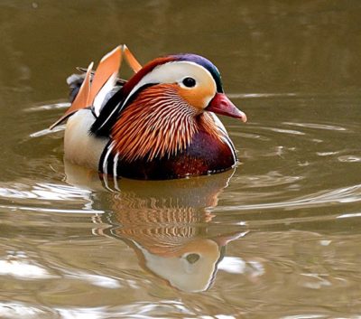 #nature  #luonto  #lintukuvaus  #birdsofinstagram  #yleluonto  #100lintulajia2018  #mandarinduck  #mandarinand  #aixgalericulata 