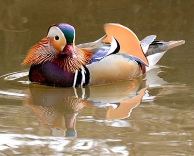 #nature  #luonto  #lintukuvaus  #birdsofinstagram  #yleluonto  #100lintulajia2018  #mandarinduck  #mandarinand  #aixgalericulata 