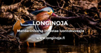 longinoja-mandariinisorsa-miikka-t