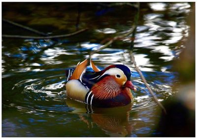 longinoja-mandarinduck-spring-beautifulbird-naturephotography