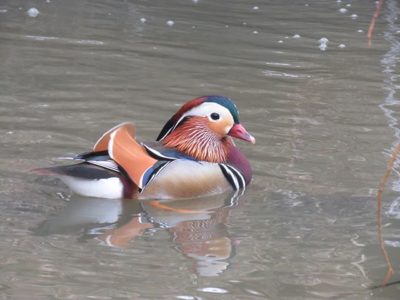 Mandariinisorsa ihastuttaa 🦆 Longinojalla. Kuvaajiakin on sorsien lisäksi. Linnun puvun väritys on kaunis - ja heijastuu myös veden pintaan.