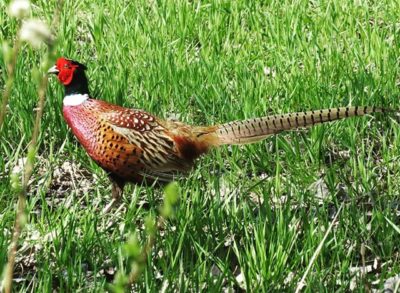 fasaani-fasan-pheasant-phasianuscolchicus-suomenlinnut-lintukuva-linturetki-linturetkella-lintubonga