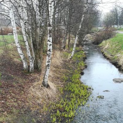 kevat-kaupunkiluonto-longinoja-springtime-citynature