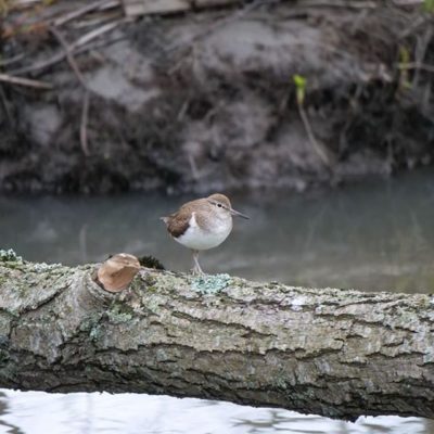 Oletkos jo tavannut minut? Lentelen kaverini kanssa purolla kovalla vauhdilla ja pidän helposti tunnistettavaa "tii-tii-tii" laulua. Muuten minua on vaikea huomata puron rannoilla. Osaatko nimetä minut? Nähdään Riihiinkulman maisemissa. =)