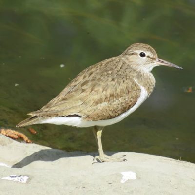 rantasipi-drillsnappa-commonsandpiper-actitishypoleucos-suomenlinnut-suomen_linnut-lintukuva-linture