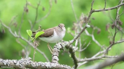 Common sandpiper / rantasipi / drillsnäppa