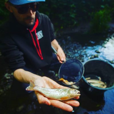 Eilen tuli haavittua kuolleita taimenia. Aina yhtä paska fiilis kun näkee kuolleita jalokaloja puroissa. Kuva @vaelluskala