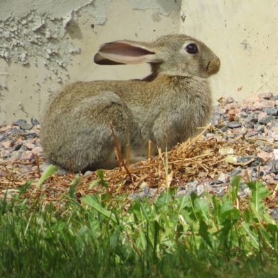 lepuseuropaeus-leporidae-citykani-rusakko-pupu-suomenluonto-suomen_luonto-luontokuvat-luontoon-luont