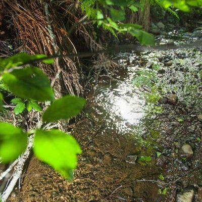 #Longinoja:n tietää varmaan kaikki. Suomen tunnetuin taimen ja yksi Suomen onnistuneimmista purkunnostuskohteista. Vaan tiesitkös että Longinojassa on yksi sivuhaara jossa myös on taimenia. Virtaamaa tosin tähän aikaan vain ehkä dl/s. @longinoja @taimenmies