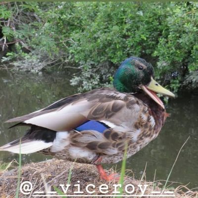 sinisorsa-grasand-mallard-anasplatyrhynchos-sorsa-suomenlinnut-linturetkella-linturetki-lintu-lintuk