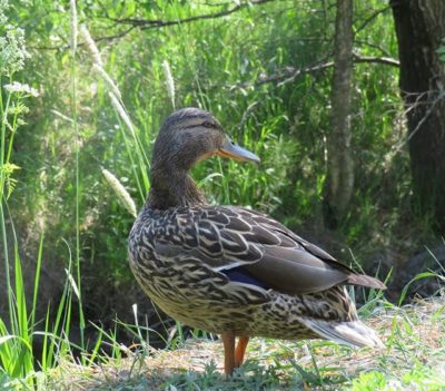 sinisorsa-mallard-anasplatyrhynchos-suomenlinnut-suomen_linnut-linturetkella-linturetki-lintukuva-li