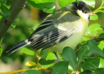 talitiainen-talgoxe-greattit-parusmajor-suomenlinnut-linturetkella-linturetki-lintukuva-lintukuvaus-