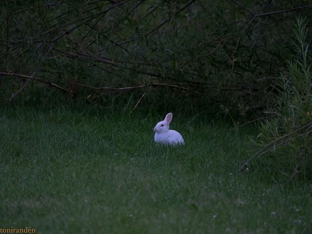 White and brown. Iltalenkillä loikki rusakko ja valkoinen kani.