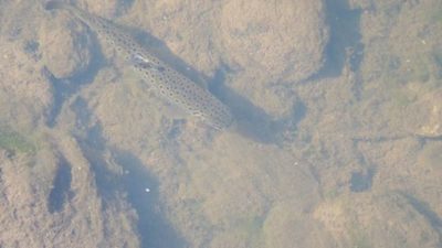 browntrout-taimen-longinoja-kesa-summer-savela-helsinki-fish-finnishnature-finland-luonto-lumixgh5-l