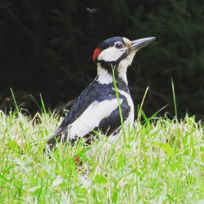 kapytikka-storrehackspett-greatspottedwoodpecker-dendrocoposmajor-suomenlinnut-suomen_linnut-linture