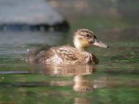Young duck