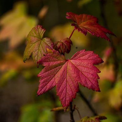 autumn-syksy-longinoja-helsinki-leaf-visithelsinki-finnishnature-finland-lumix-luonto-luontokuva-ins