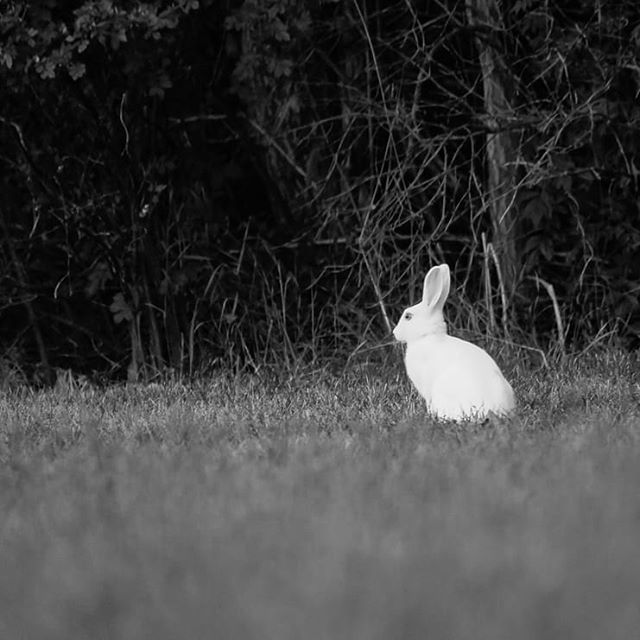 bunny-rabbit-white-citykani-bw-blackandwhitephotography-blackandwhite-night-helsinki-longinoja-finla