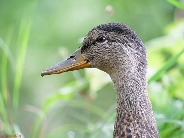 duck-longinoja-helsinki-finnishnature-finland-ducks-suomi-suomenluonto-luonto-luontokuva-instabird-i