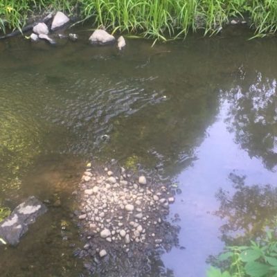 Kutusoraikon seuranta on tärkeää. Jos soraikon virtaus syystä tai toisesta heikkenee, niin se alkaa vaesin pian hiekottumaan. Hiekottunut klippi on otettu 9 kesäkuuta. Soraikon alapuolelle on ajan saatossa tullut turha kynnys joka padotti #Longinoja:n yhtä perinteisintä #kutusoraikko:a. Turha kynnys avattiin ja ja annettiin reippaamman virran huuhdella soraikkoa. Mitään muuta ei tehty. Nyt 22.8 arvioituna aiemmin ”tönkköhiekkainen” soraikko on vapautunut sinne kuulumattomasta hiekasta. ja onnistuminen on toisinaan hyvin pienestä kiinni. @longinoja