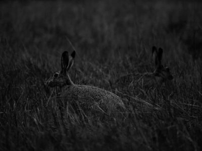 night-longinoja-rabbit-animal-bw-blackandwhite-blackandwhitephotography-instaanimal-instanature-natu