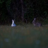 Purolle on jäänyt asumaan hauska poppoo citykaneja. Perheeseen kuuluu yksi valkoinen, yksi puoliksi valkoinen ja 3 ruskeaa kania. Poppoo leikkii iltahämärässä Savelan nurmikoilla.