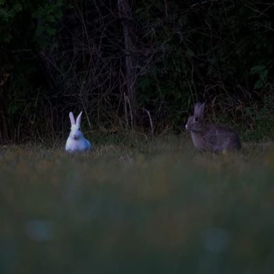 Purolle on jäänyt asumaan hauska poppoo citykaneja. Perheeseen kuuluu yksi valkoinen, yksi puoliksi valkoinen ja 3 ruskeaa kania. Poppoo leikkii iltahämärässä Savelan nurmikoilla.