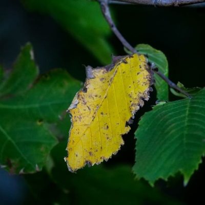 syksytulee-leaf-autumn-helsinki-finnishnature-finland-longinoja-nature-naturephotography-instanature