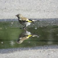 tikli-steglits-goldfinch-cardueliscarduelis-carduelis-suomenlinnut-linturetki-linturetkella-lintukuv
