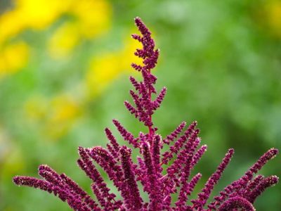 autumn-syksy-colors-longinoja-helsinki-flowers-instaflower-instanature-helsinki-finnishnature-finlan