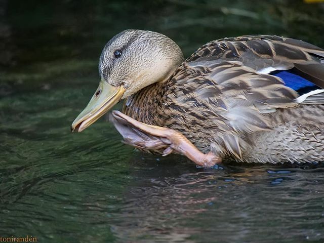 duck-ducks-sorsa-helsinki-longinoja-finnishnature-finland-bird-bird-birds-birdlovers-instabird-insta
