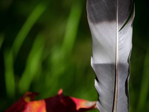 feather-sulka-forest-helsinki-finnishnature-finland-luontokuvaus-luonto-autumn-syksy-life-colors-nat