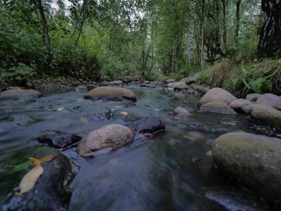 Iltakävely purolla. Sain tavata paljon purosta kiinnostuneita ihmisiä. Moni kertoi jo odottavansa mereltä saapuvia suuria taimenia. Lenkillä oli osan matkasta mukana myös Osku koira.