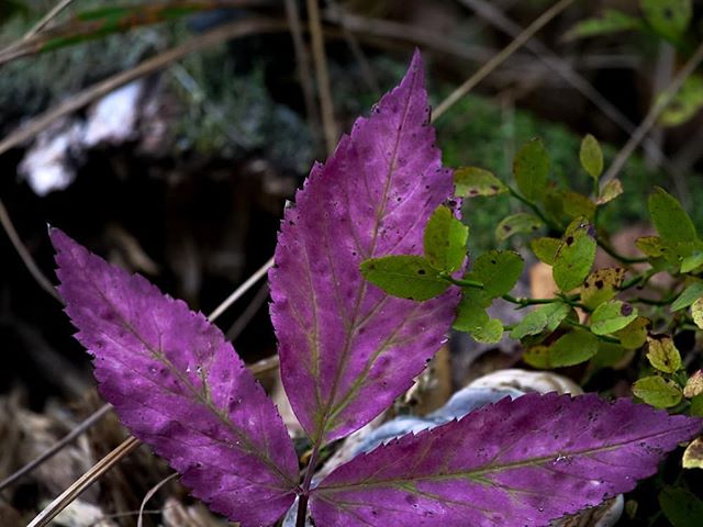 leaf-lehti-autumn-syksy-helsinki-mycity-finnishnature-finland-forest-metsa-hiking-colors-natur-natur