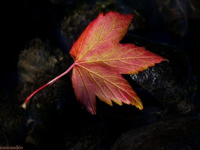 leaf on water