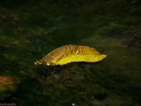 Leaf on water.