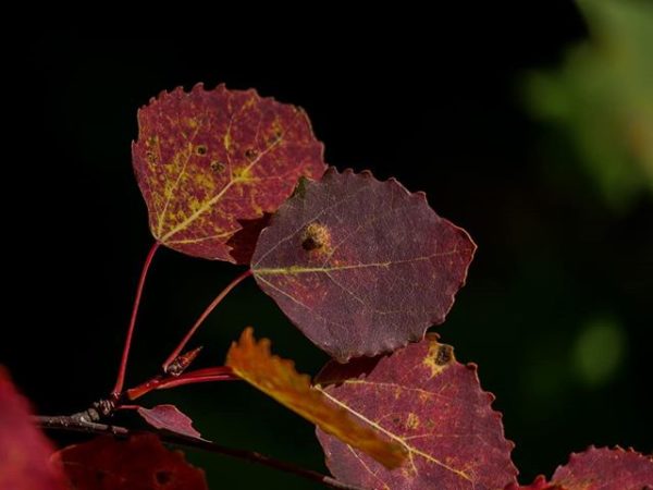 lehti-leaf-helsinki-visithelsinki-finland-finnishnature-natur-nature-naturephotography-naturelovers-